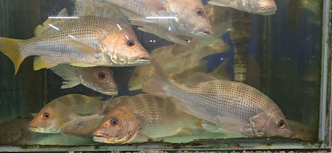 New Valley Seafoods (HALAL)Restoran Bintulu