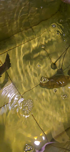 Opinii despre New Valley Seafoods (HALAL)Restoran Bintulu în Bintulu - Gastronomi dan perhotelan