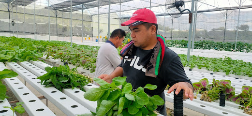 Kebun sayuran berdaun n buah Shah Alam
