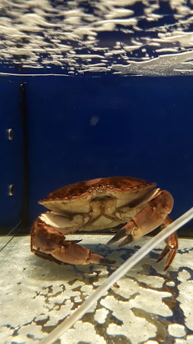 Opinii despre Marina Seafood în Kuala Lumpur - Gastronomi dan perhotelan