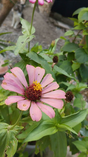 Comentarii opinii despre Warong Kebun