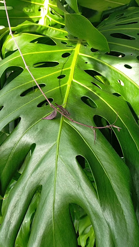 Comentarii opinii despre Kedai Kopi OSHIN