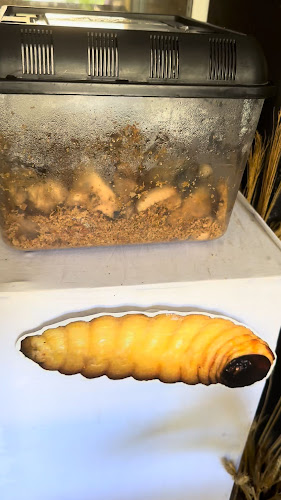 Comentarii opinii despre Little Sulap