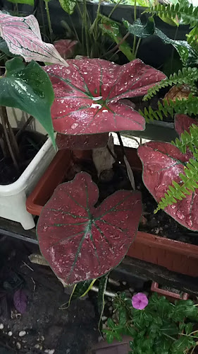 Jalan Sri Sarawak 21, Taman Sri Andalas, 41200 Klang, Selangor