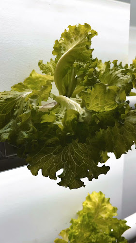 Opinii despre Fit My Bowl (Eco Botanic) în Iskandar Puteri - Gastronomi dan perhotelan