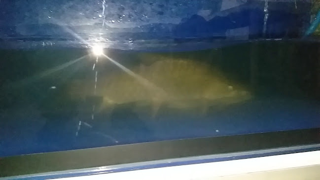 Comentarii opinii despre Shells N Fins Restaurant