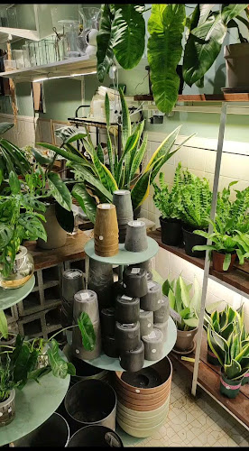 Opinii despre Naug Cafe (Naug Just Plants’ backyard) în Johor Bahru - Gastronomi dan perhotelan