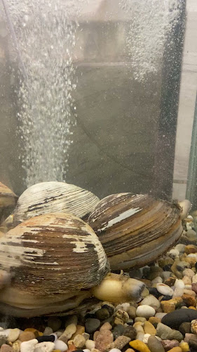 Opinii despre Kazumasa Japanese Restaurant în Tanjung Bungah - Gastronomi dan perhotelan