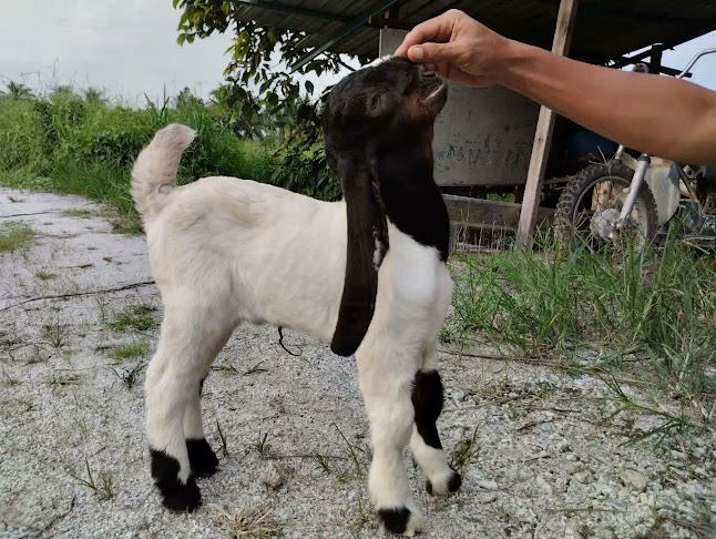 Aqiqah & Katering Resepi Original Golek (ROG) - Chenderong Balai