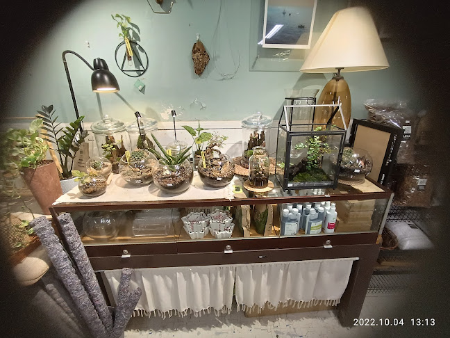 Naug Cafe (Naug Just Plants’ backyard)