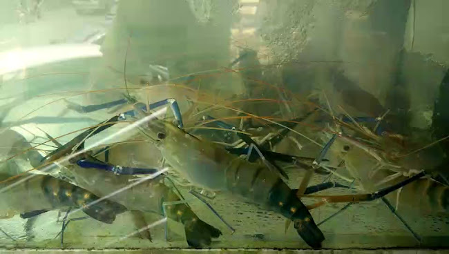 Opinii despre Restoran Sri Tanjung Tualang în Tanjung Tualang - Gastronomi dan perhotelan