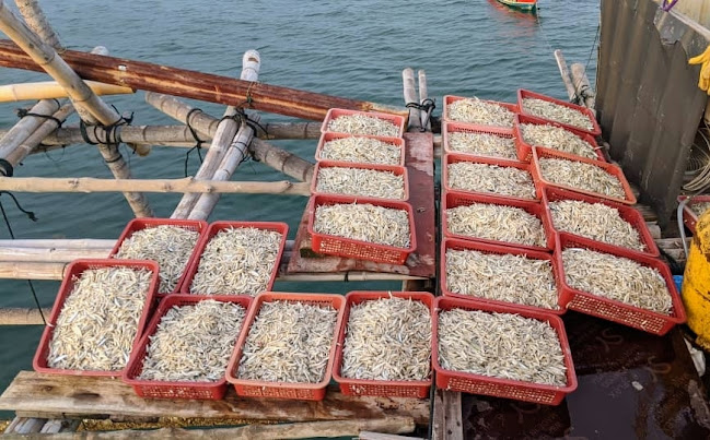 Ikan Bilis Labuan - Labuan