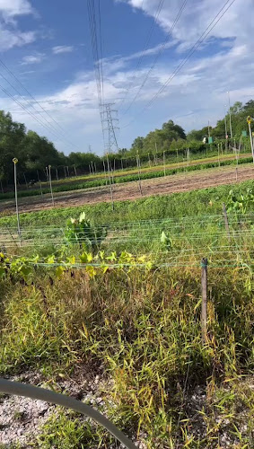 Opinii despre SW fruit and vegetable în Menglembu - Gastronomi dan perhotelan