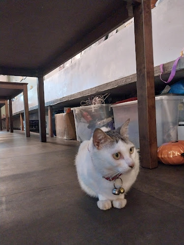 Alexandria's coffee & dining - Gastronomi dan perhotelan