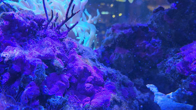 Fika Farmhouse - Iskandar Puteri