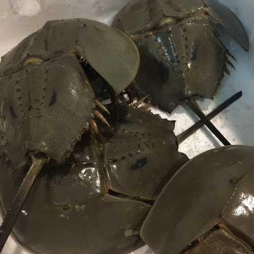 Comentarii opinii despre Cengkerang Seafood Jumble