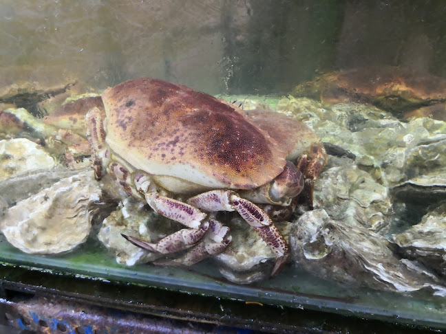 Comentarii opinii despre Restoran Seafood Hai Ung • 海运海鲜楼