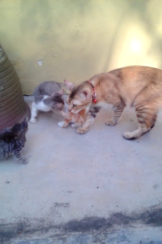 PT 128899, Batu 3 1/2, Jalan Kebun, Taman Maznah, 41000 Bandar Klang, Klang, Selangor