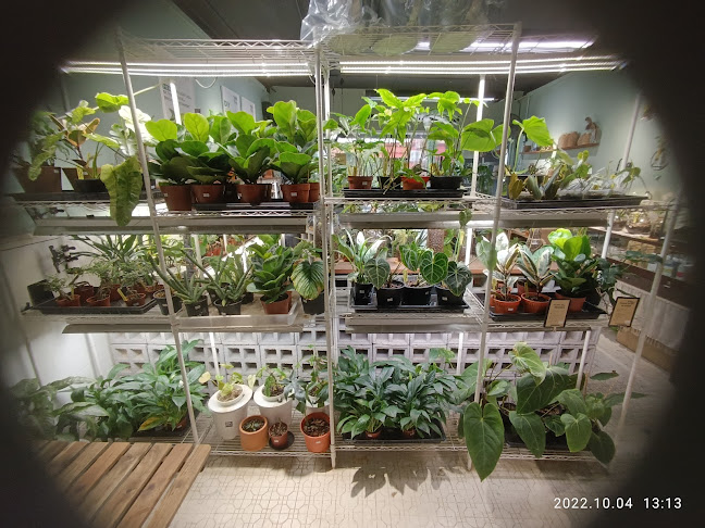 Comentarii opinii despre Naug Cafe (Naug Just Plants’ backyard)