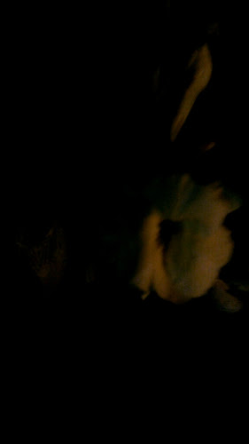 Kim Leng Kopitiam - Raub