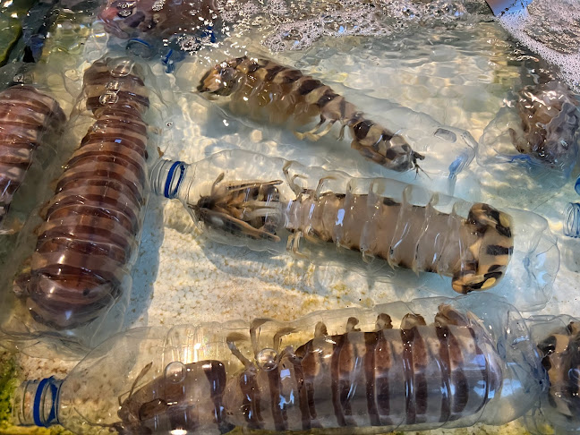 Opinii despre Oriental Seafood Restaurant în George Town - Gastronomi dan perhotelan