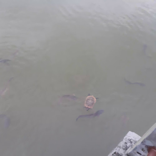 Opinii despre Ikan Pencek Plentong în Masai - Gastronomi dan perhotelan