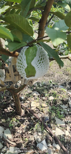 Comentarii opinii despre Kedai dan Pembekal Buah-buahan Aura KDSK Trading