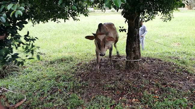 Kedai Botak - Taiping