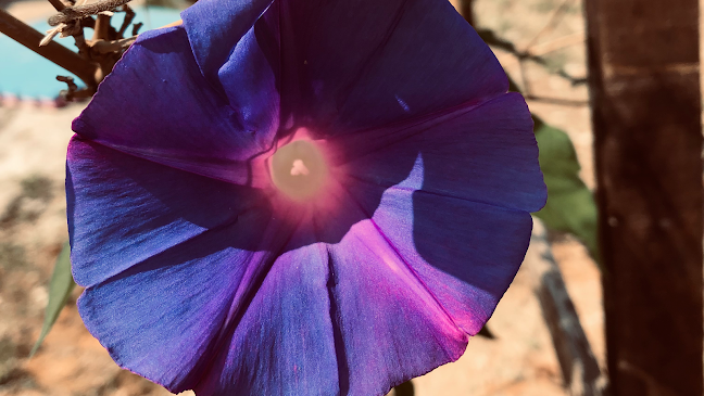 Kebun Bu - Petaling Jaya