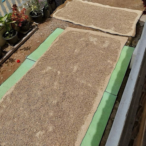 Comentarii opinii despre Mandailing Coffee MY