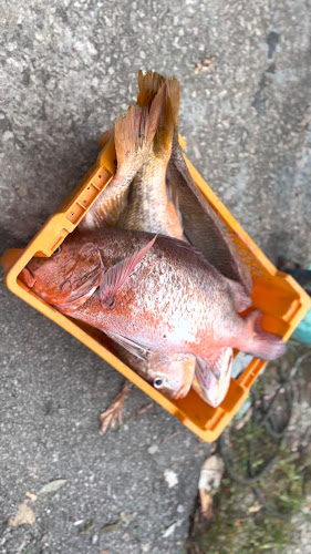 Restoran Soon Huat - Gastronomi dan perhotelan