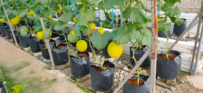 Kebun sayuran berdaun n buah Shah Alam