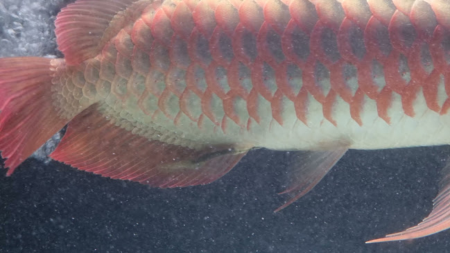 Opinii despre One Stop Kopitiam în Johor Bahru - Gastronomi dan perhotelan