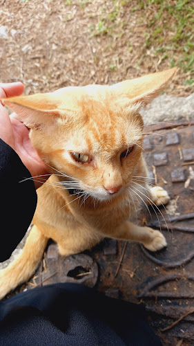 Pakopi 1969 Glenmarie (Shah Alam)