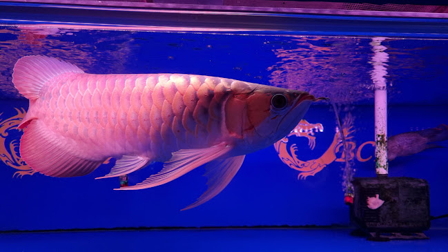 One Stop Kopitiam - Johor Bahru