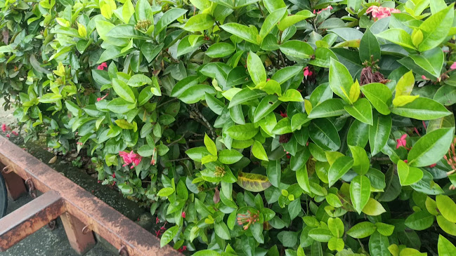 Kenny Rogers Roasters