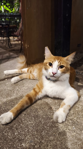 The Canteen at Chinahouse - Gastronomi dan perhotelan