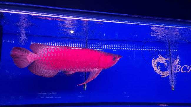 Comentarii opinii despre One Stop Kopitiam