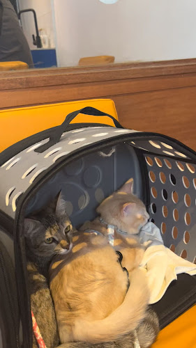 23, Jalan Dato Mahmud 11/4, Pjs 11, 46200 Petaling Jaya, Selangor