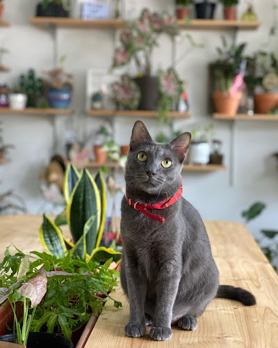 Comentarii opinii despre Taman Hati Studio & Cafe