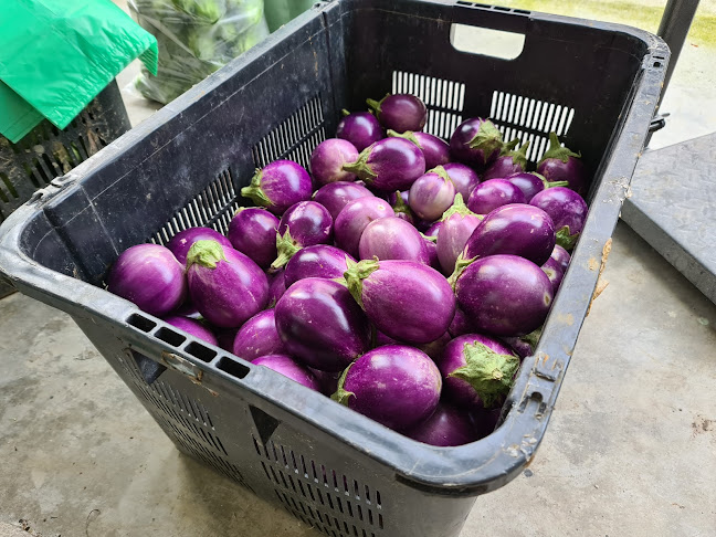 13, Taman Setia, Taman Sentosa, 08000 Sungai Petani, Kedah