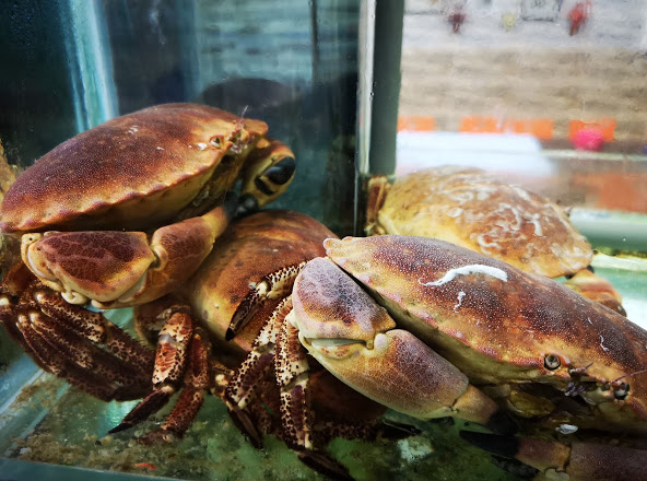 Ibrahim's Fatty Crab