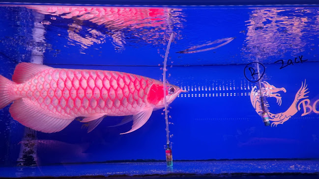 One Stop Kopitiam - Gastronomi dan perhotelan