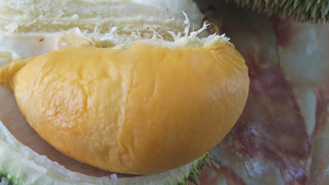 Opinii despre Durian Stall Alor Setar 218 în Alor Setar - Gastronomi dan perhotelan