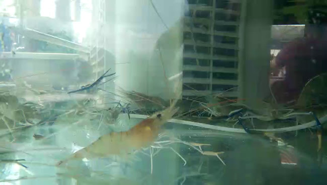 Restoran Sri Tanjung Tualang - Gastronomi dan perhotelan