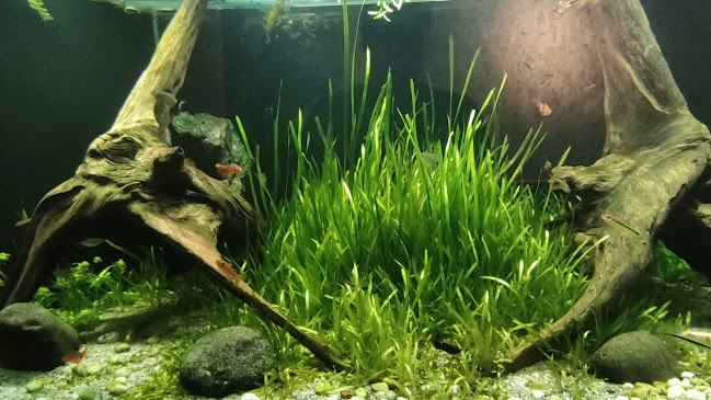 Comentarii opinii despre Aqua Coffee