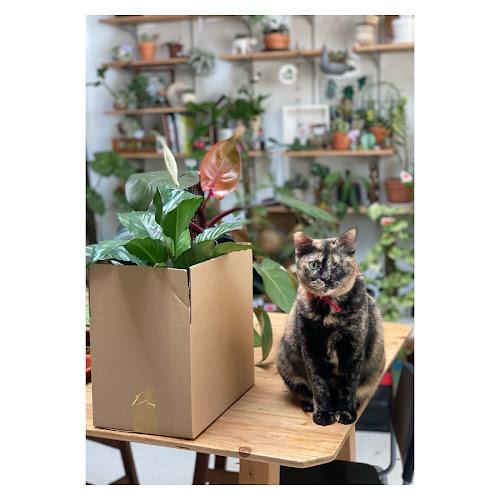 43a, SS2/30, SS 2, 47300 Petaling Jaya, Selangor