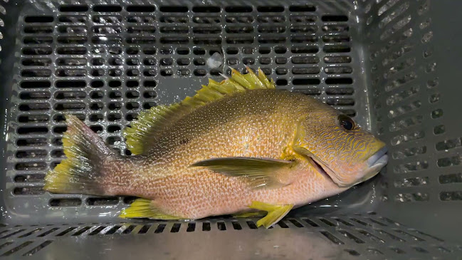 Restoran Jeti - Gastronomi dan perhotelan