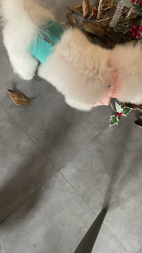 Comentarii opinii despre Bimba Cafe SS2