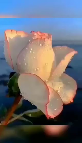 Kedai Kopi Mai Sechewen